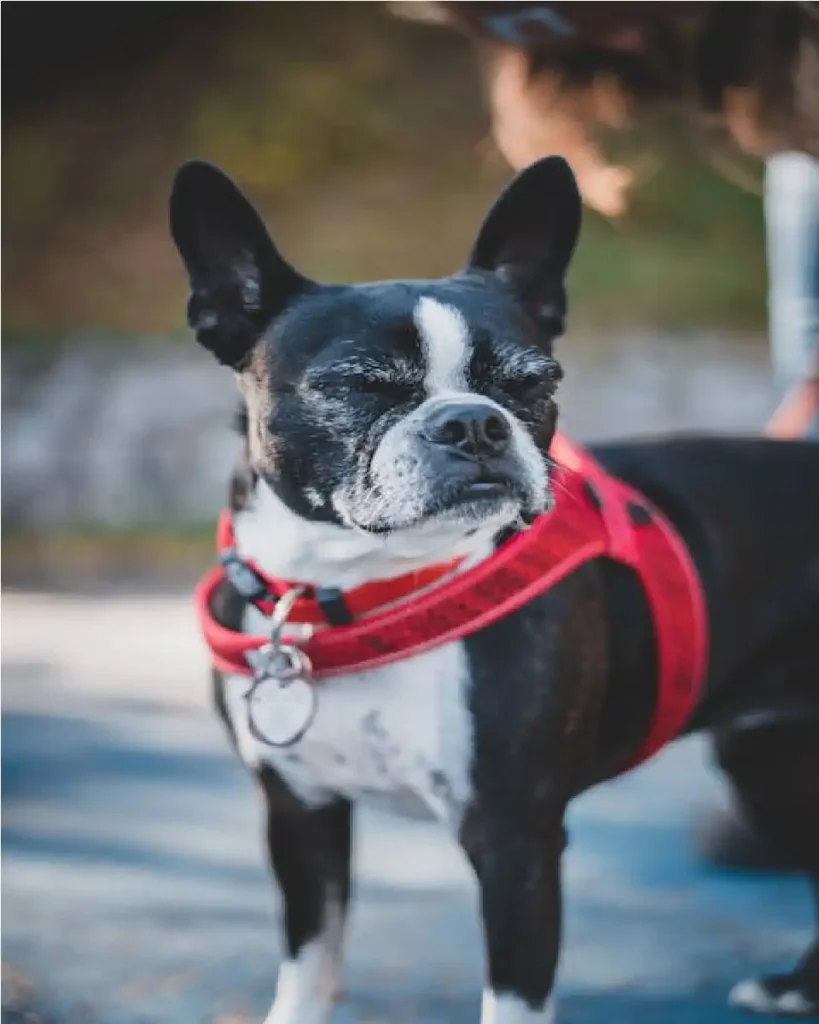 dog harness usa reviews
