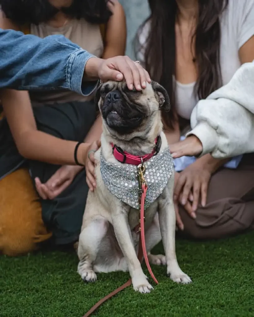 dog harness usa sale