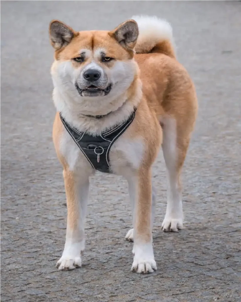 dog harness with handle