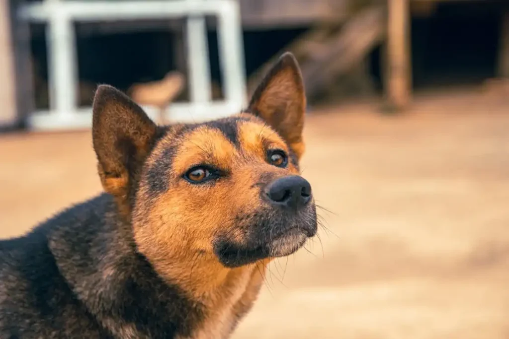 dogs attack when they sense fear