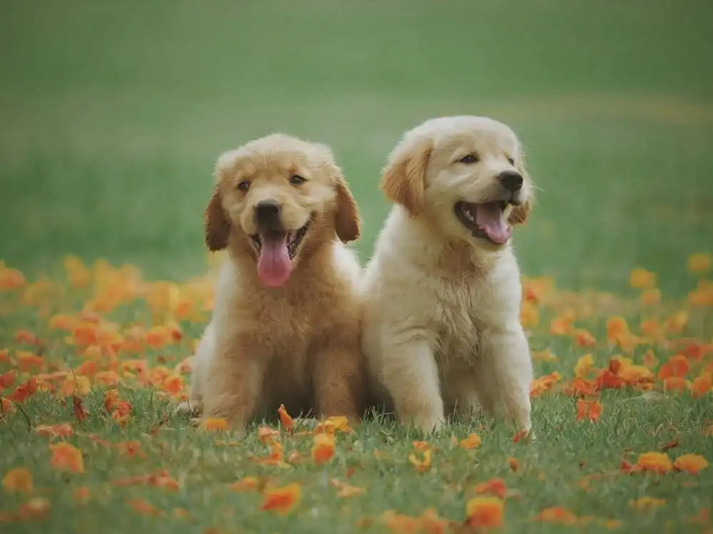 fluffy cute dogs