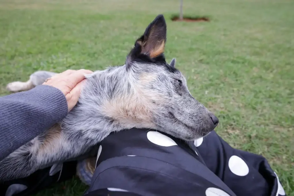 harlequin dog