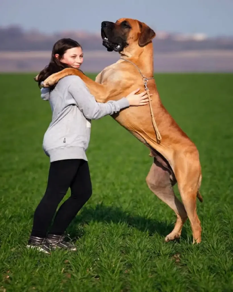 large dog breeds pictures and names