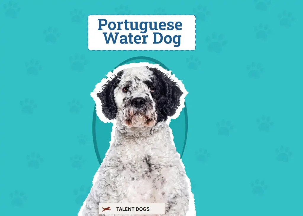 portuguese water dog for sale