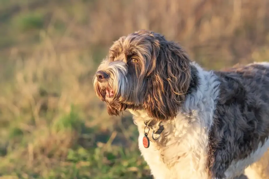 portuguese water dog lifespan