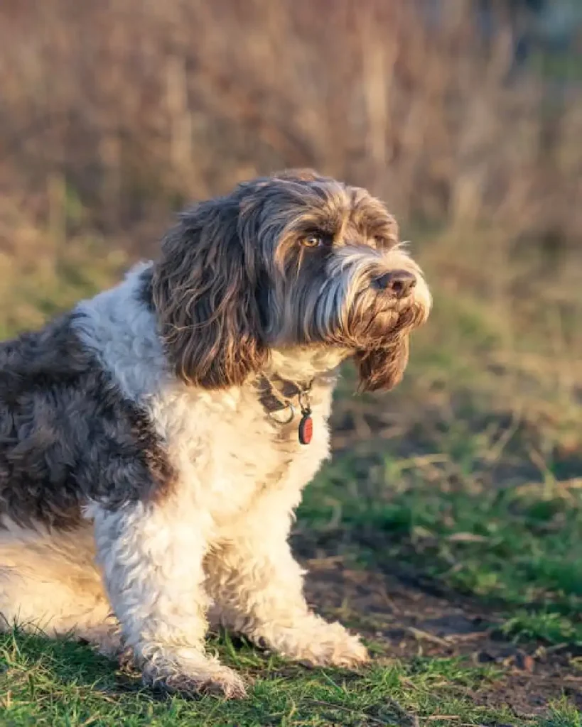 portuguese water dog weight