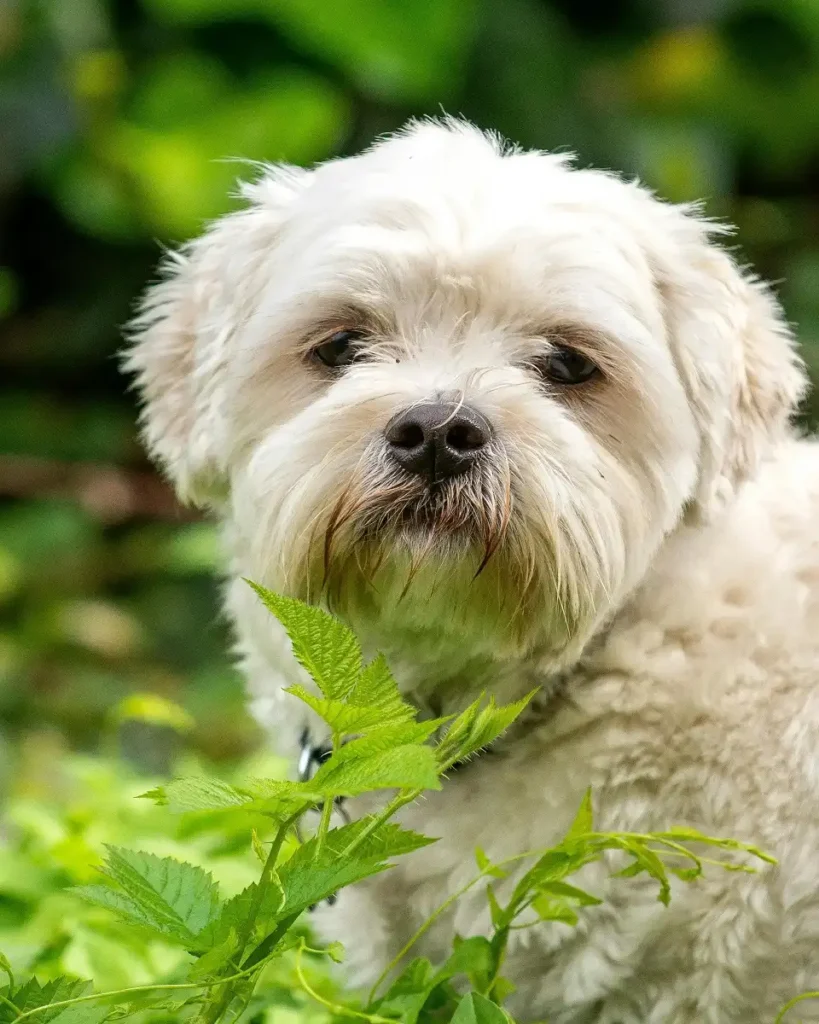 shih poo behavior problems