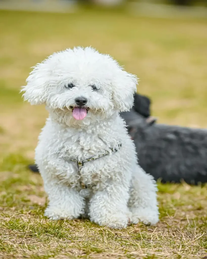 shih poo breeders near me