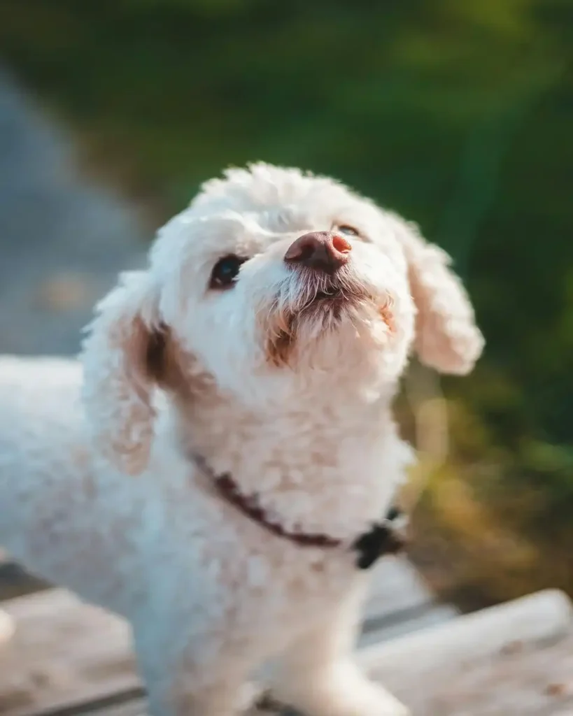 shih poo for sale