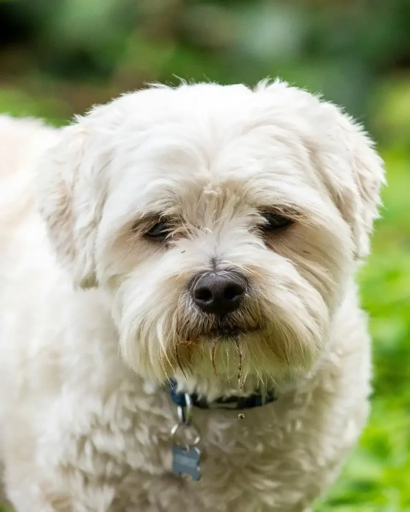 shih poo lifespan