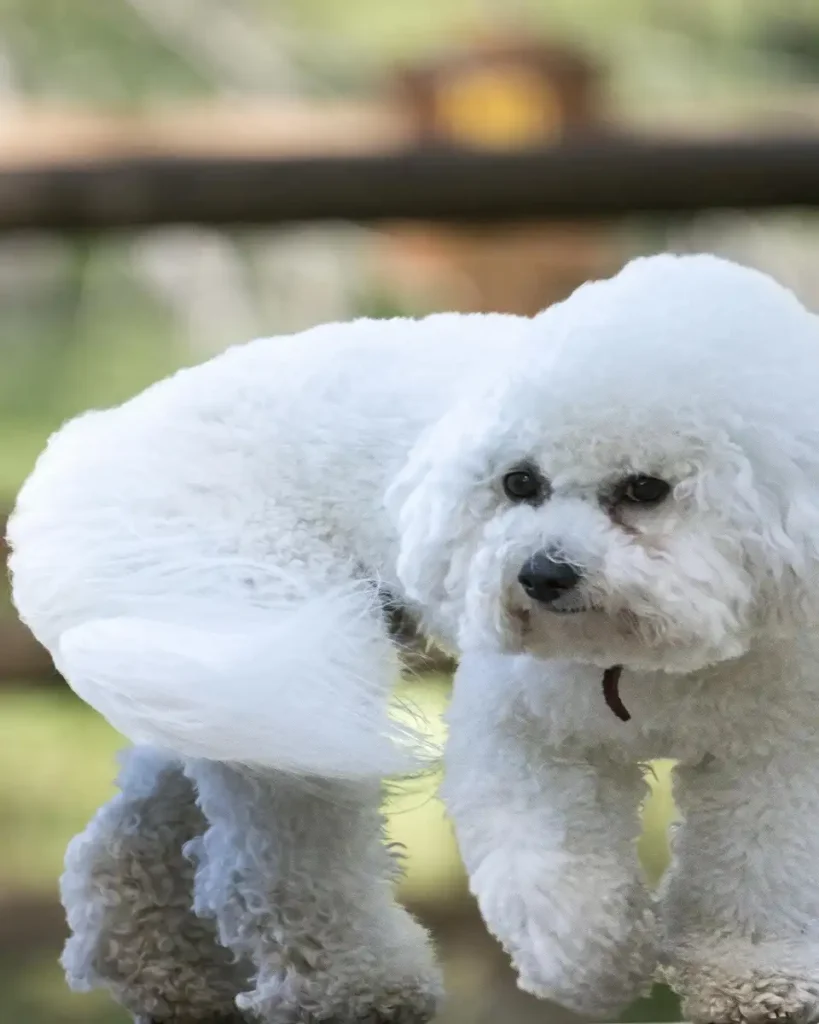 shih poo puppies