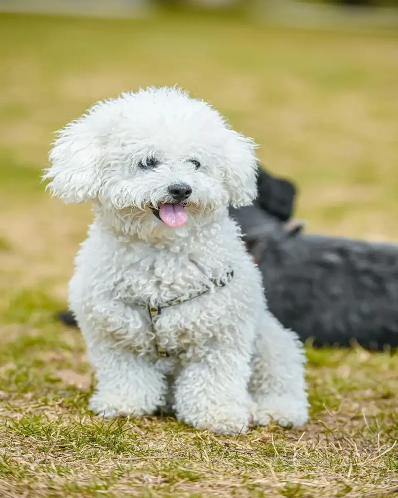 shih poo reddit