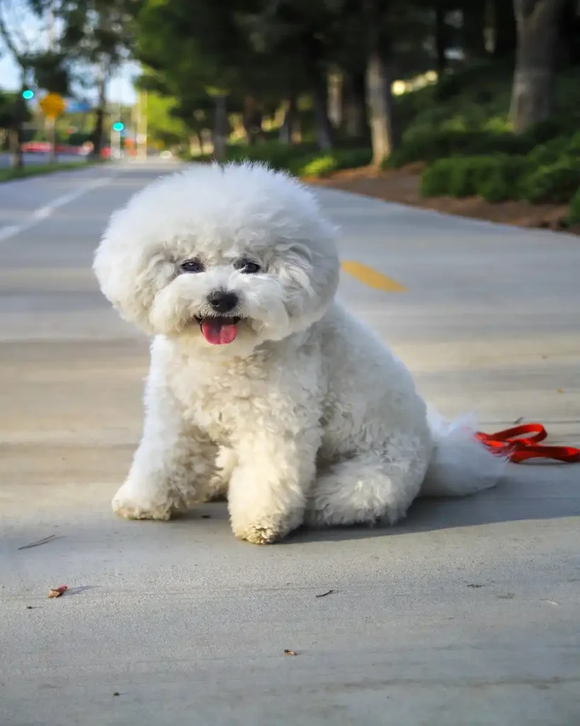 shih poo vs shih tzu