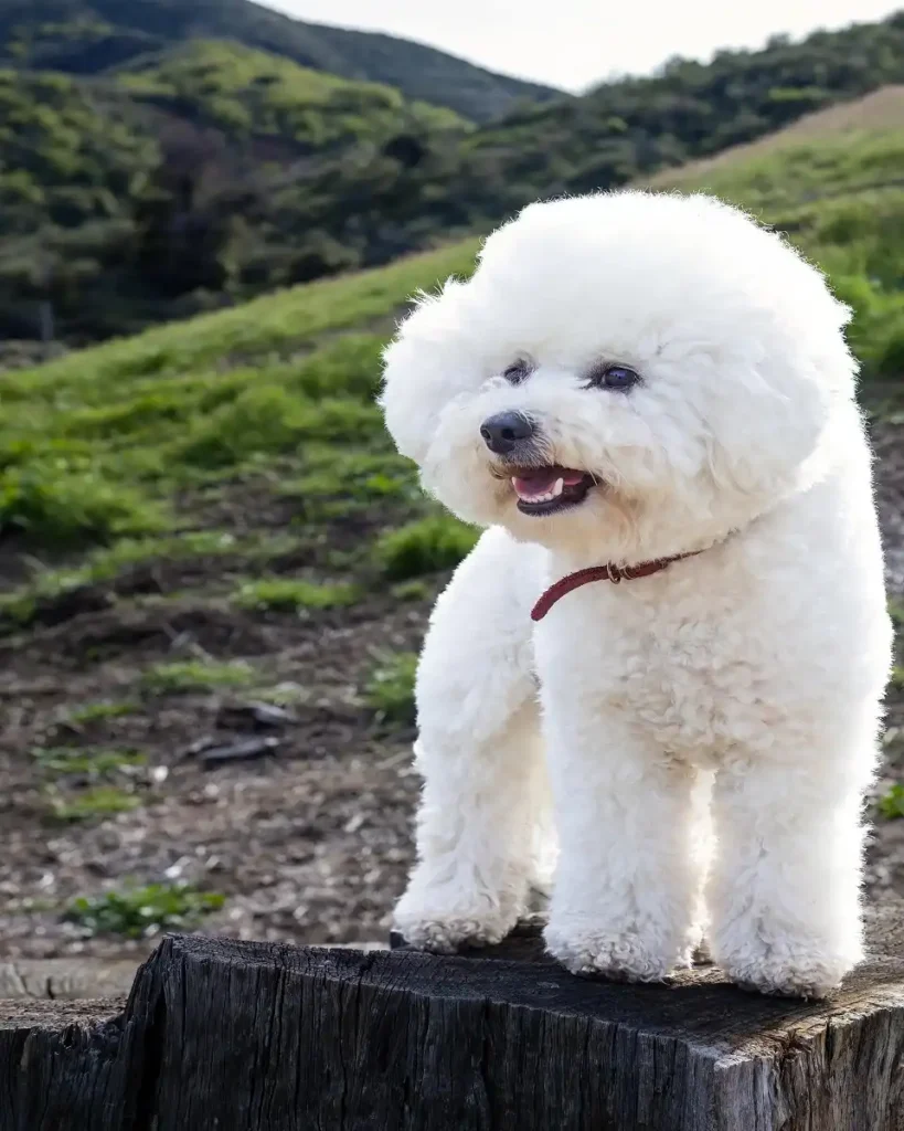 shihpoo price