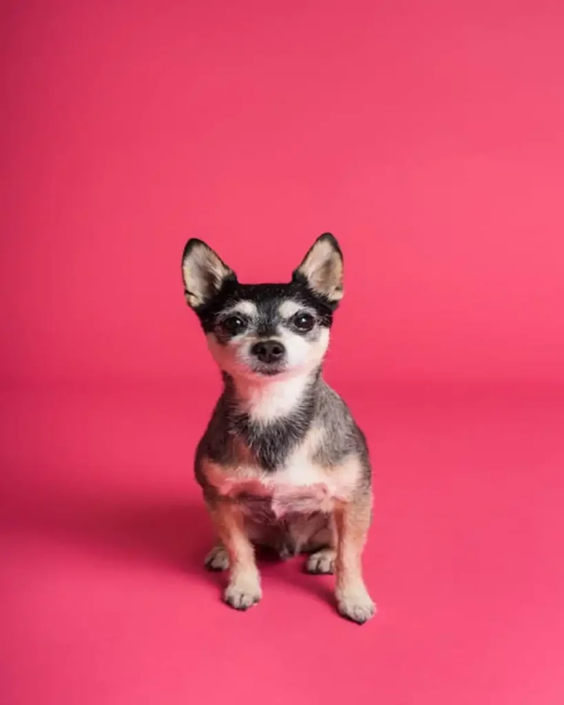 small dog
