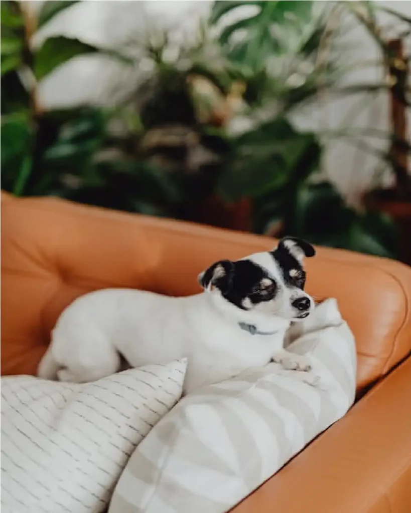 small dog breeds in USA