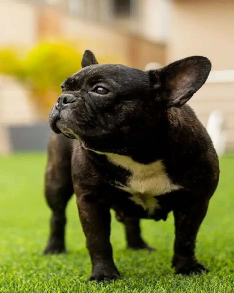 small dog breeds pomeranian