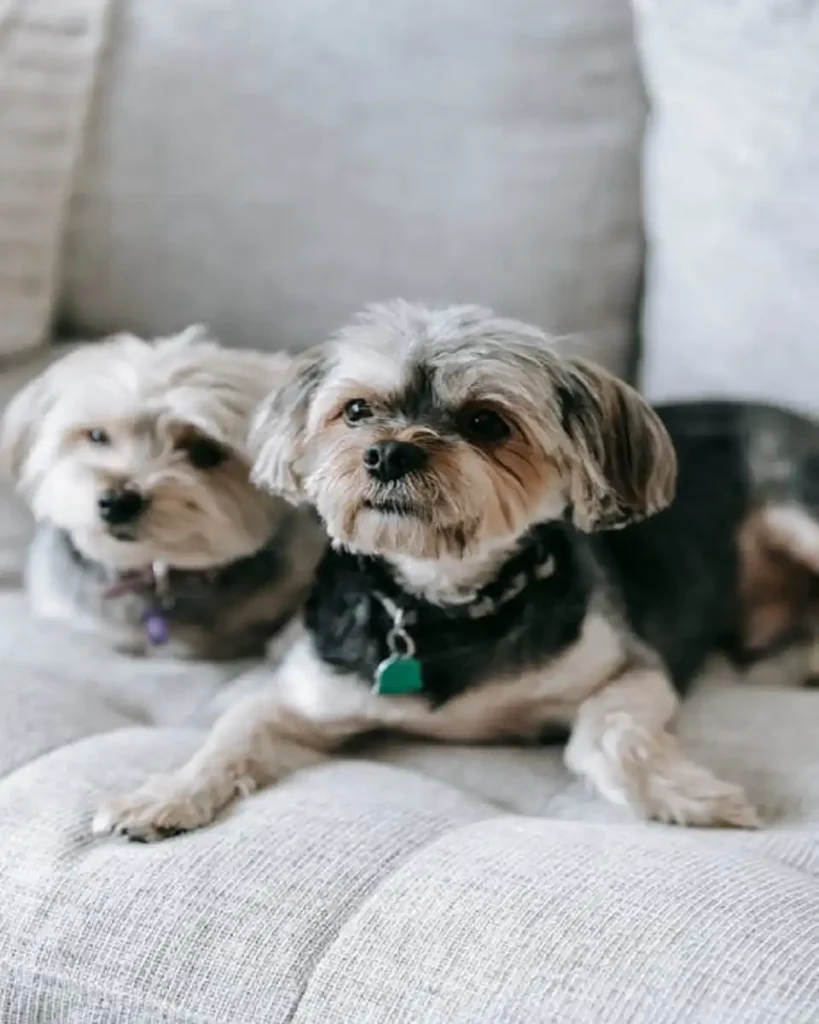 small dog breeds terrier