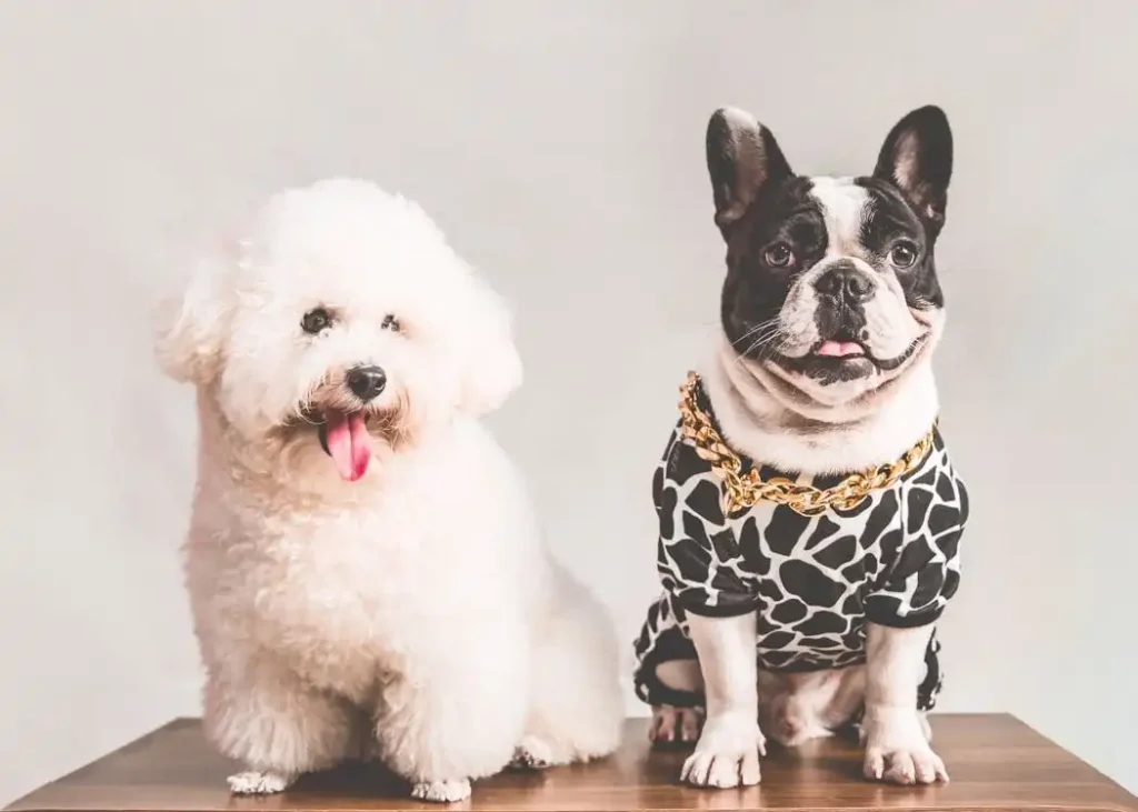 small dog breeds white