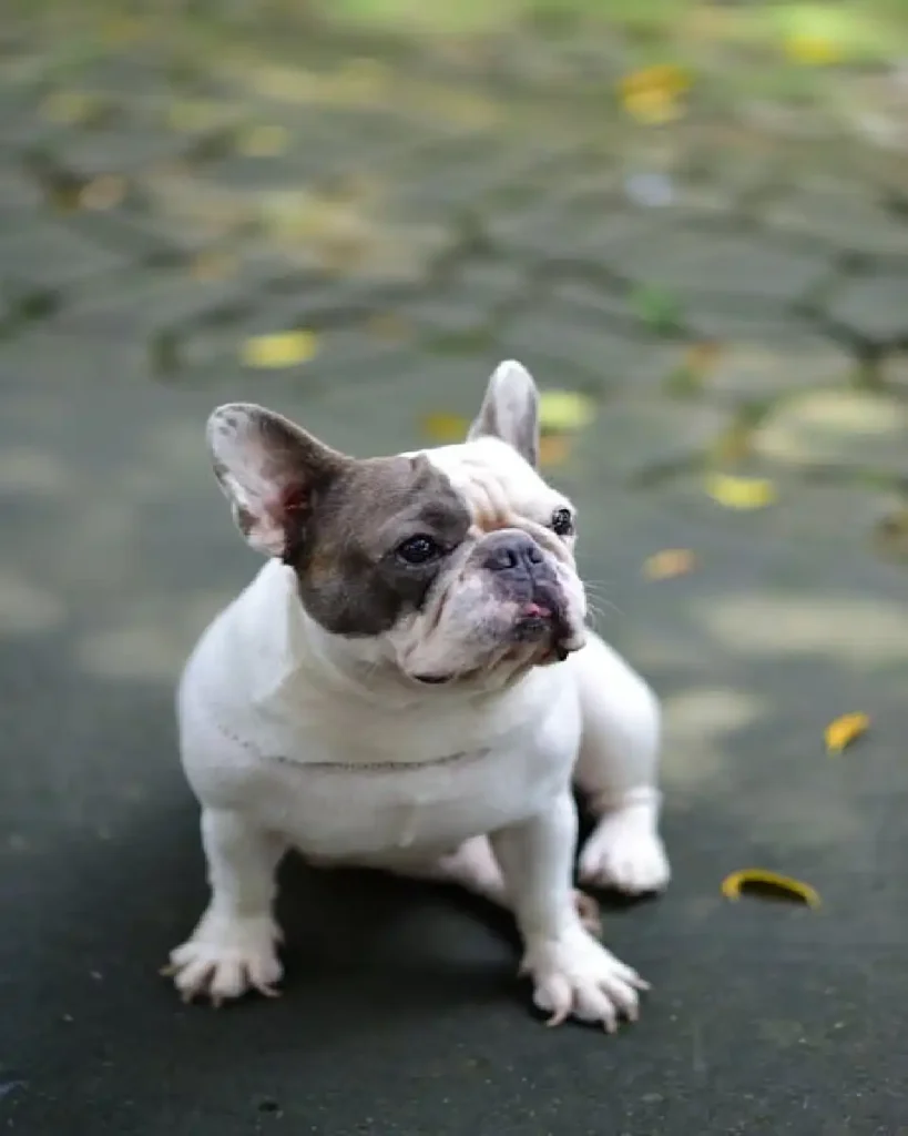 smallest dog breeds