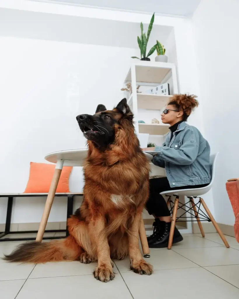 top 10 big dog breeds