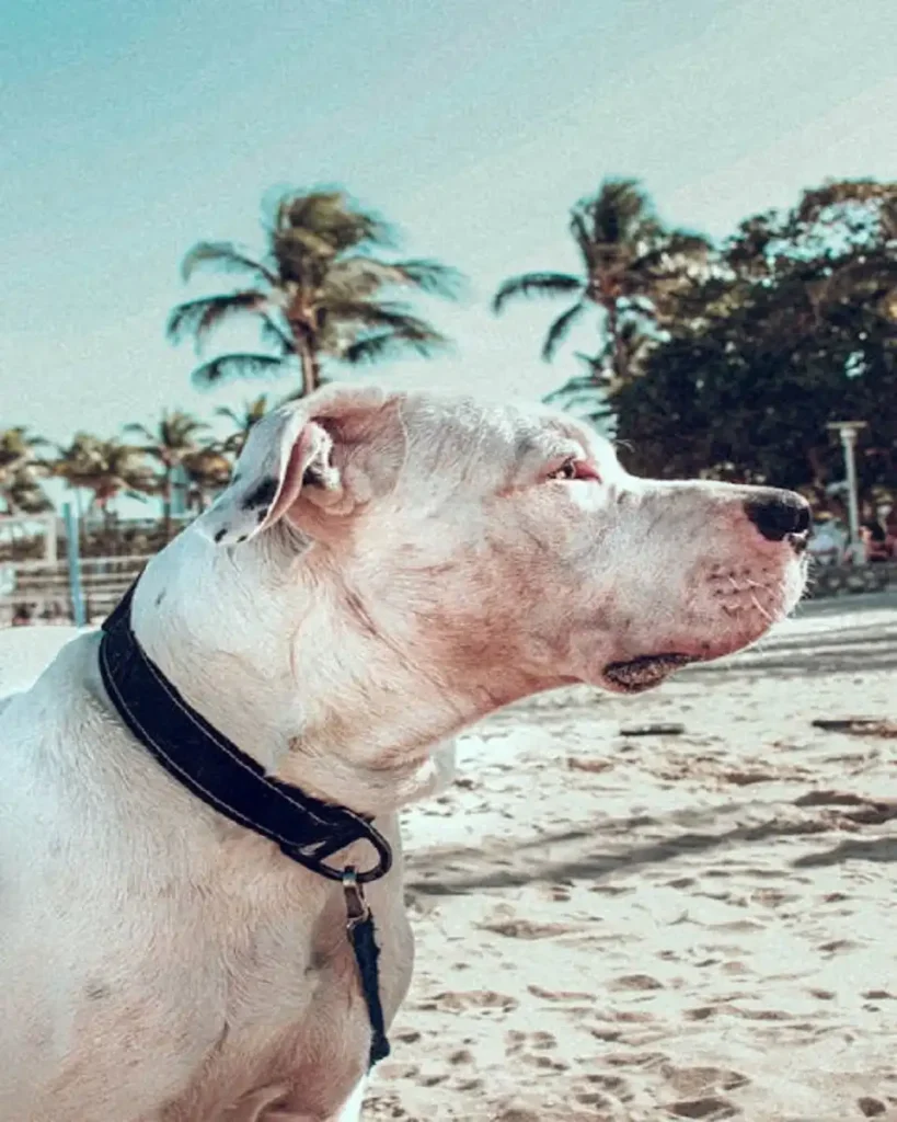 top 10 big dog breeds in USA