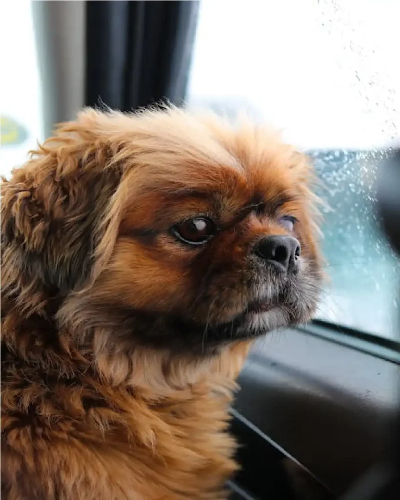 top 10 small dog breeds in USA