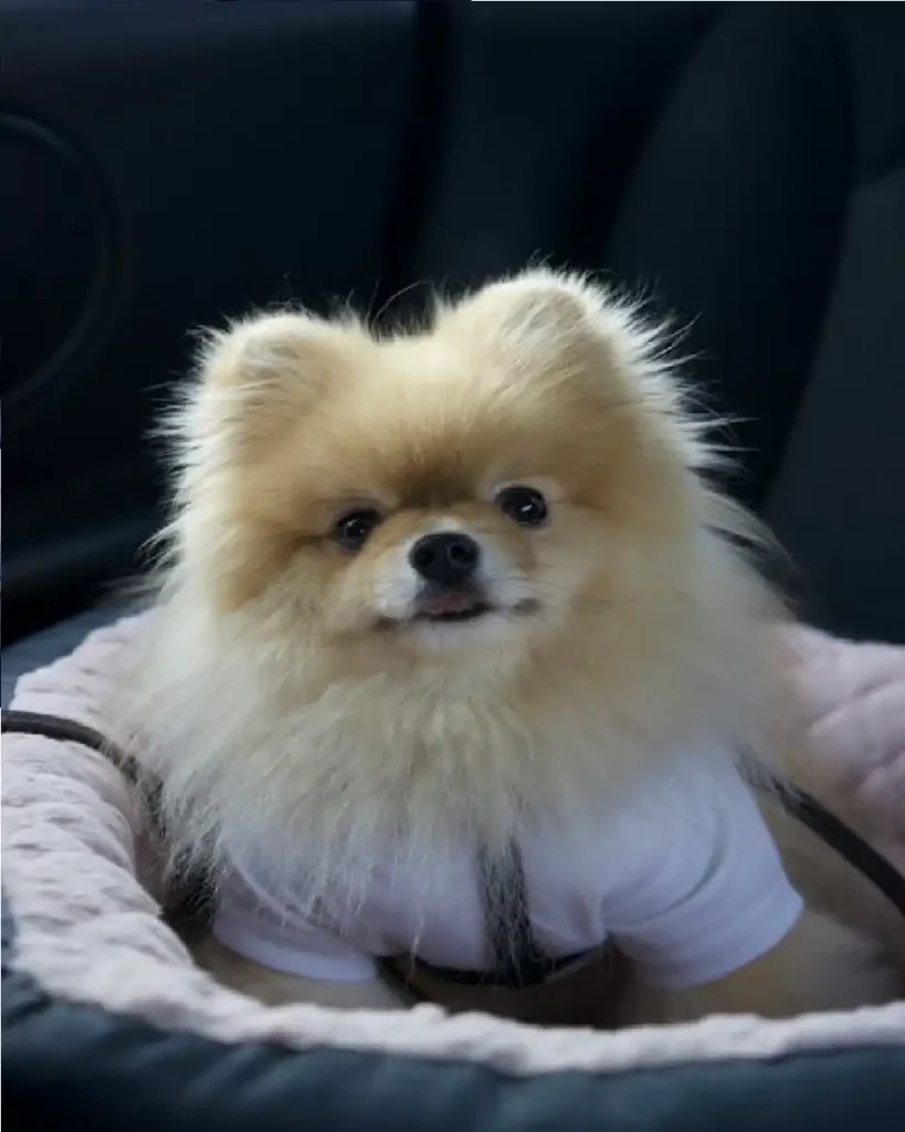 very small dog breeds