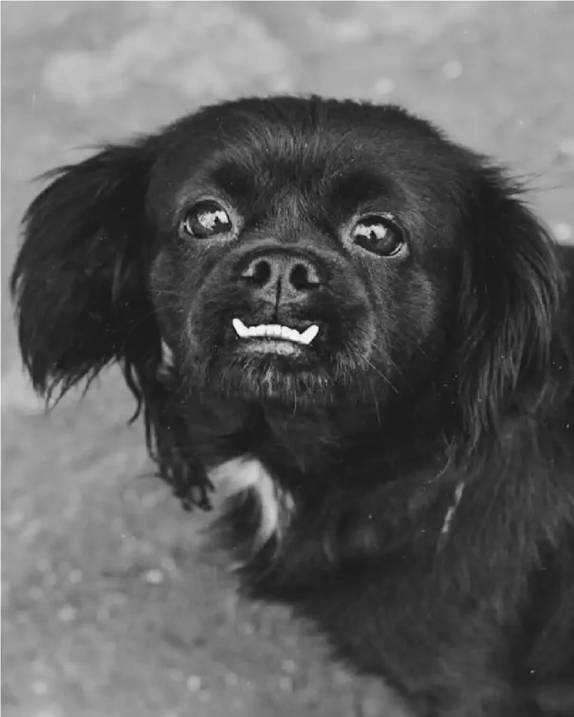 what can dogs sense in humans