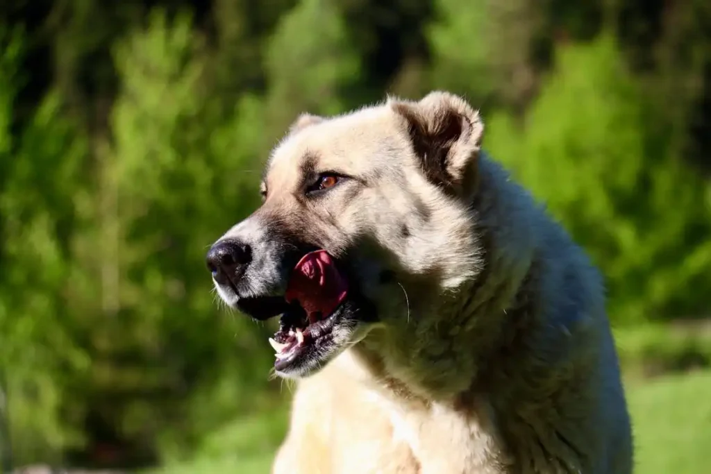 what do dogs do when they sense fear in humans