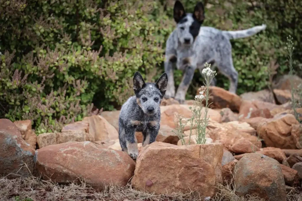 why are brindle dogs unpopular