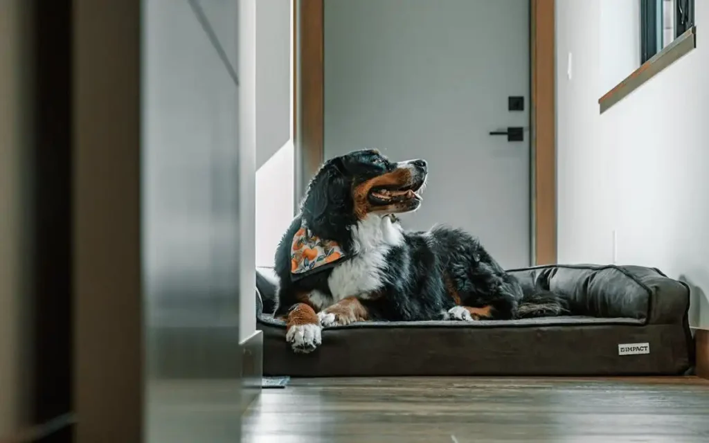 best dog beds for large dogs