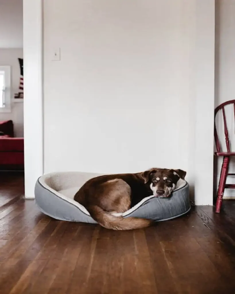 best dog beds for large dogs USA