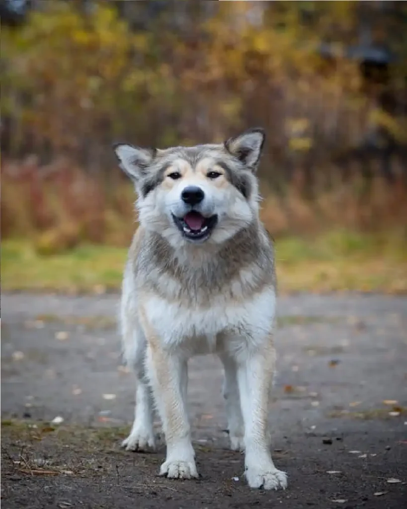 can dogs see ghosts in mirrors