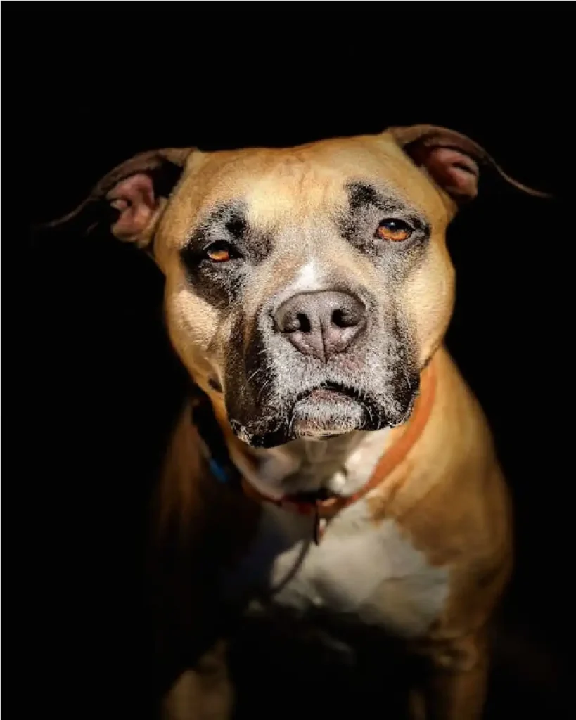 can dogs sense negative energy