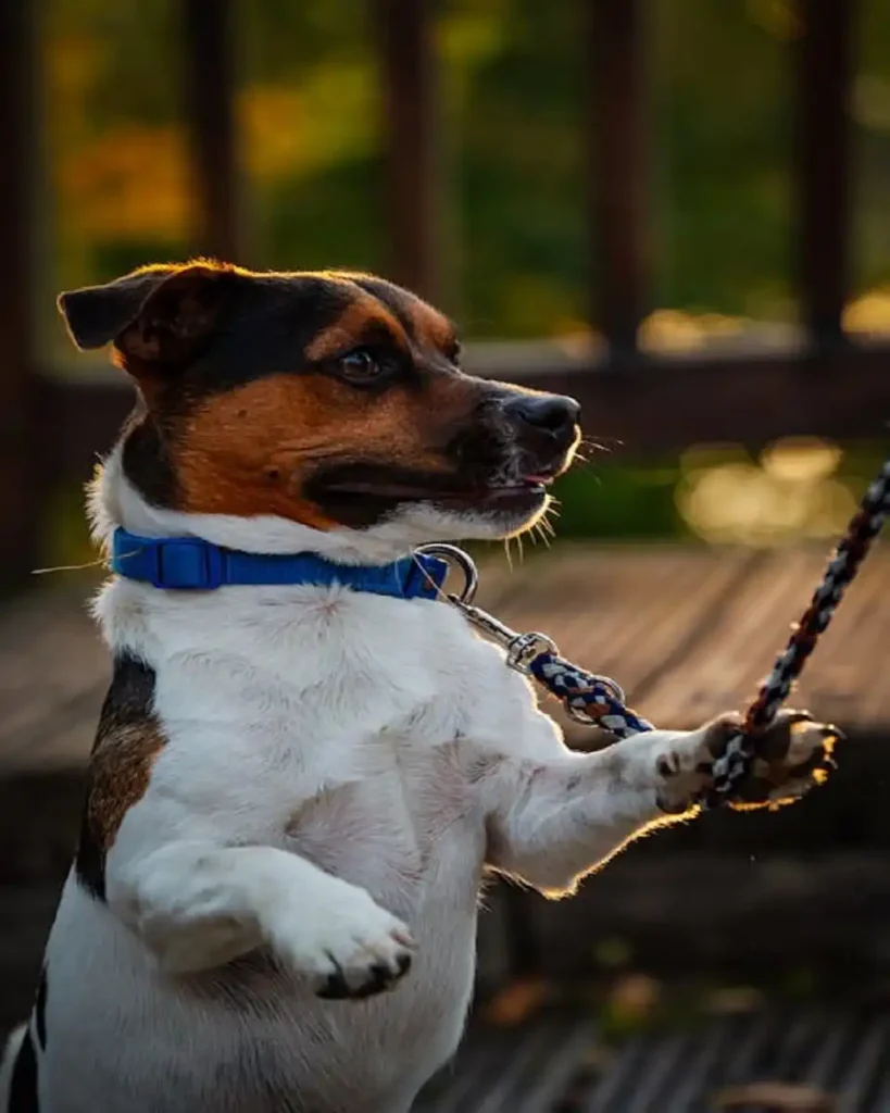 canine behaviour college