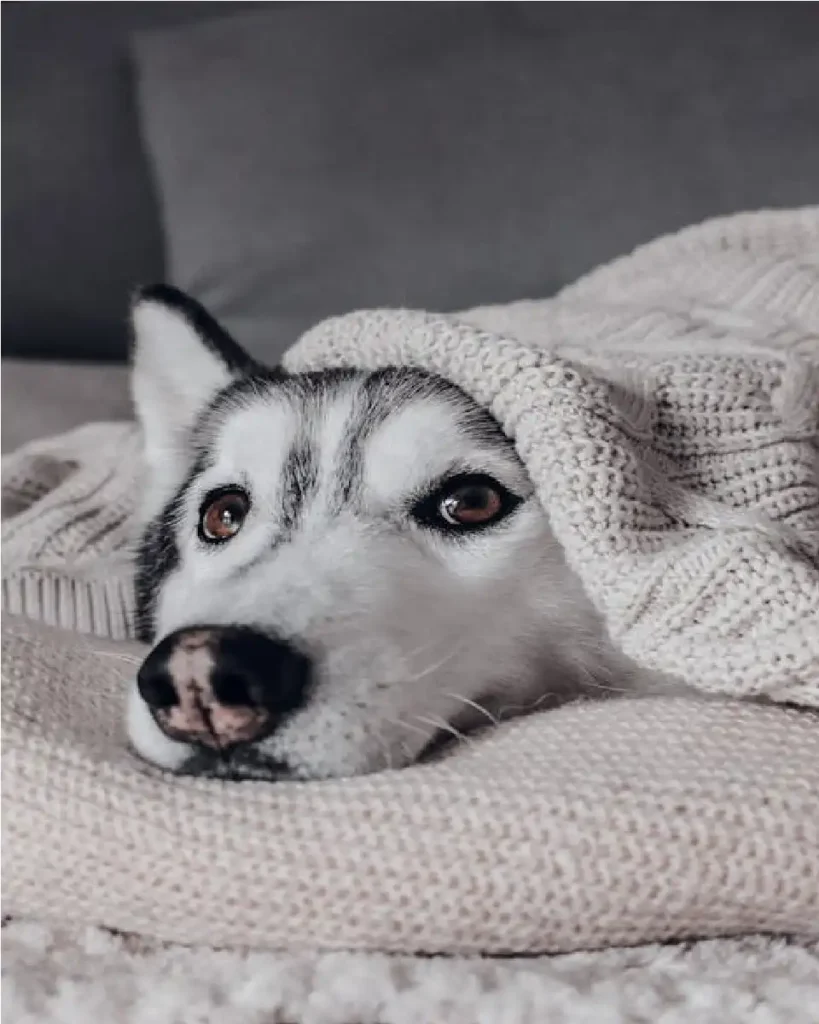 dog behavior pandemic 2021