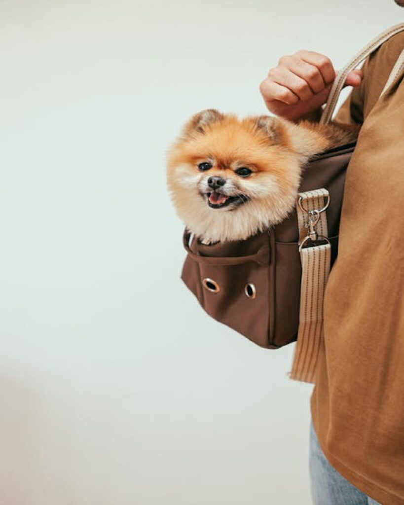 dog carrier backpack USA