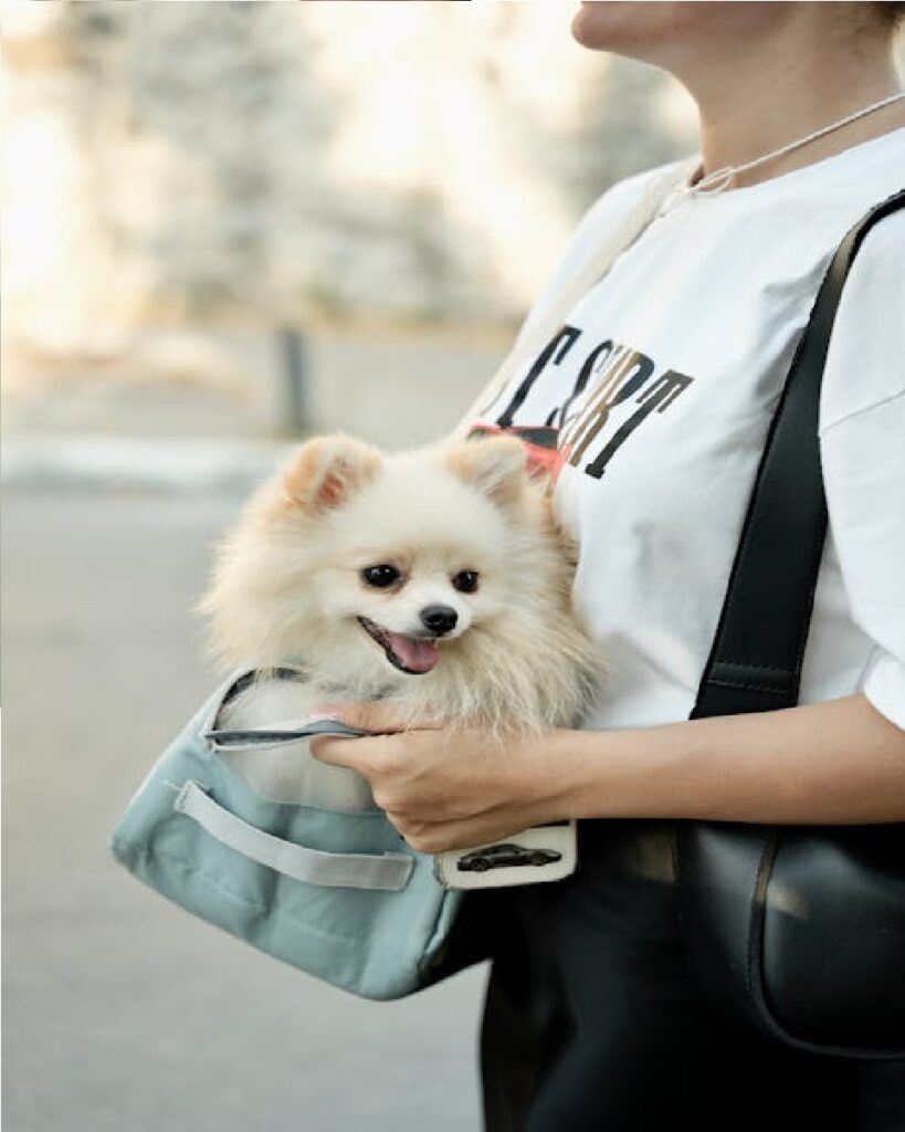 dog carrier bag for large dogs