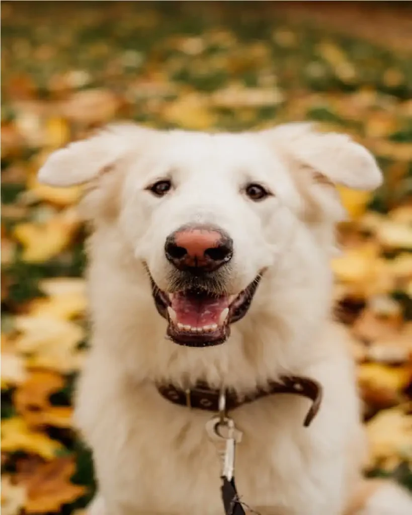 dog college usa courses