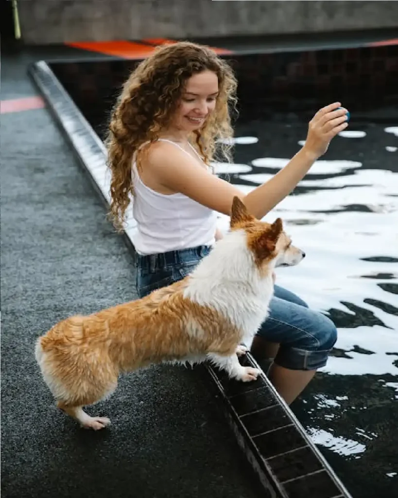 dog toy making at home