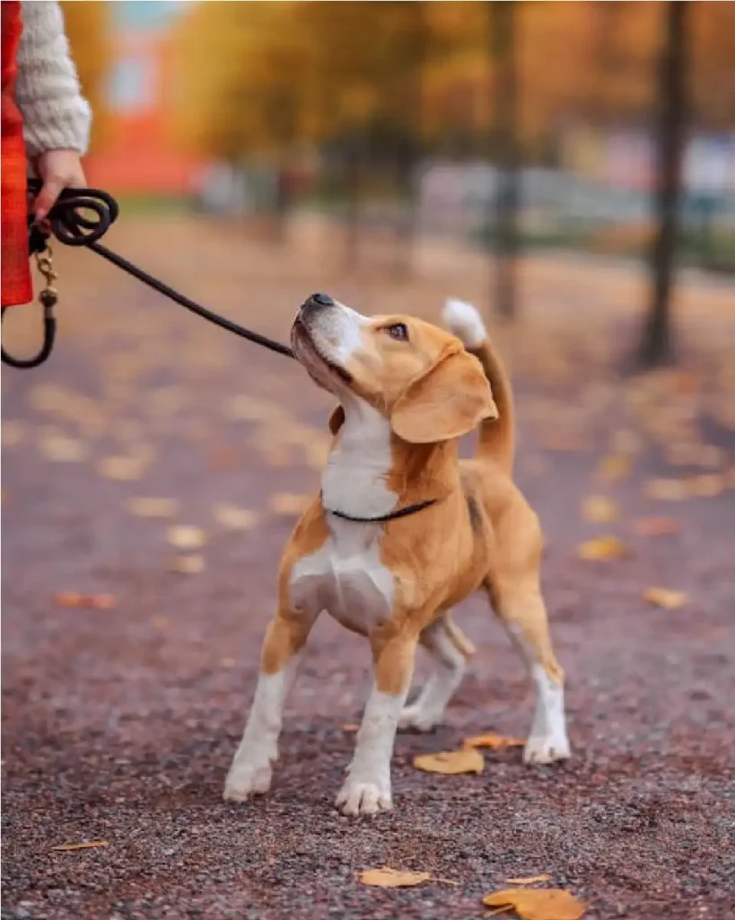 dog trainer school near me