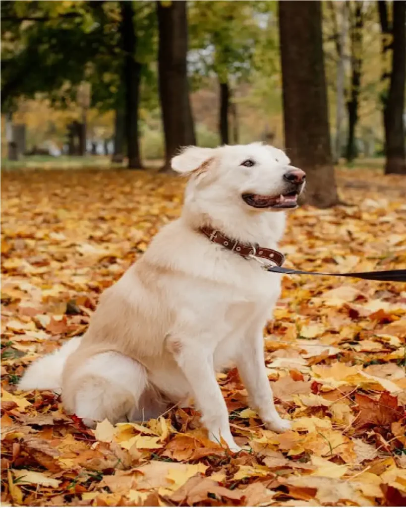 dog training college online