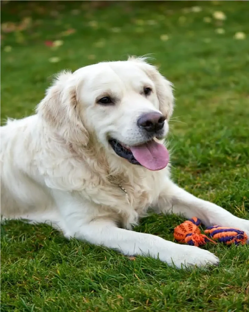dogs know how toys work psychology