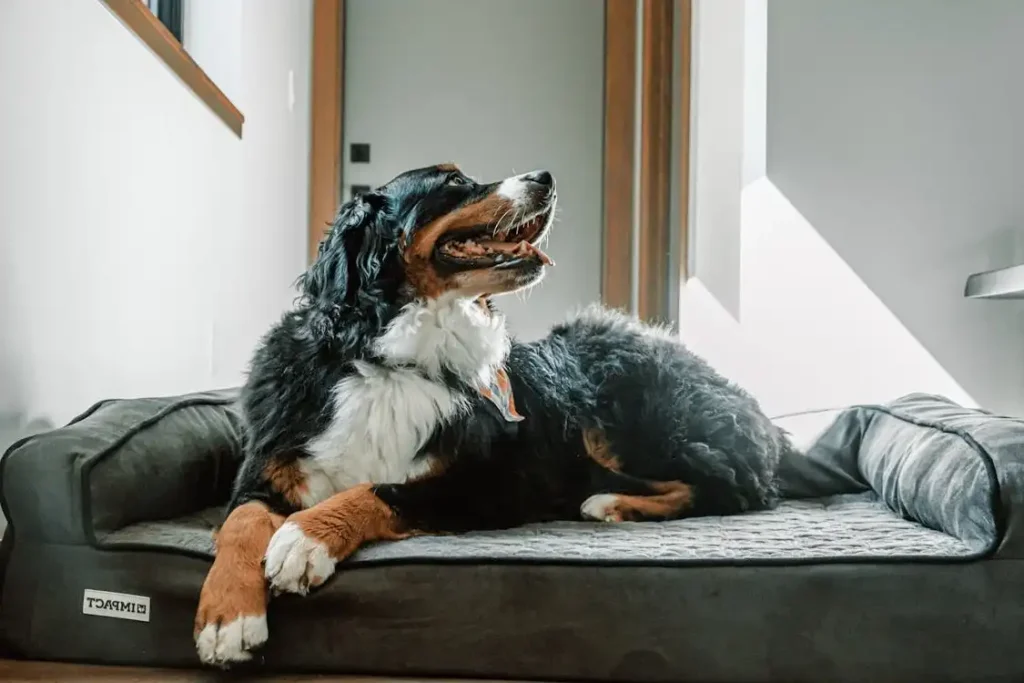 large dog bed walmart