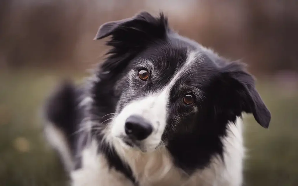 4 types of border collies