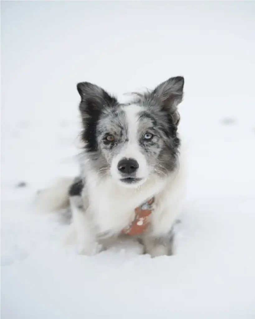 Australian Cattle Dog