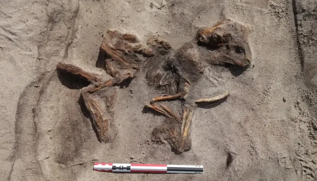 Viking woman buried in ceremonial boat with her dog