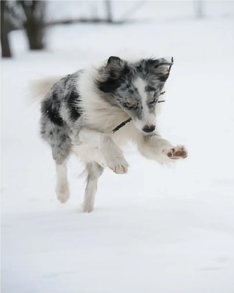 australian cattle dog temperament