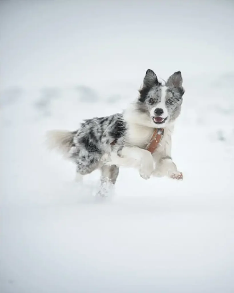 australian cattle dog vs blue heeler
